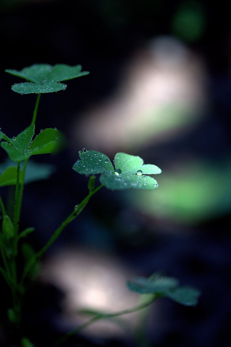 clover, drops, dew, green, plant, wet, growth, plant part, leaf HD wallpaper