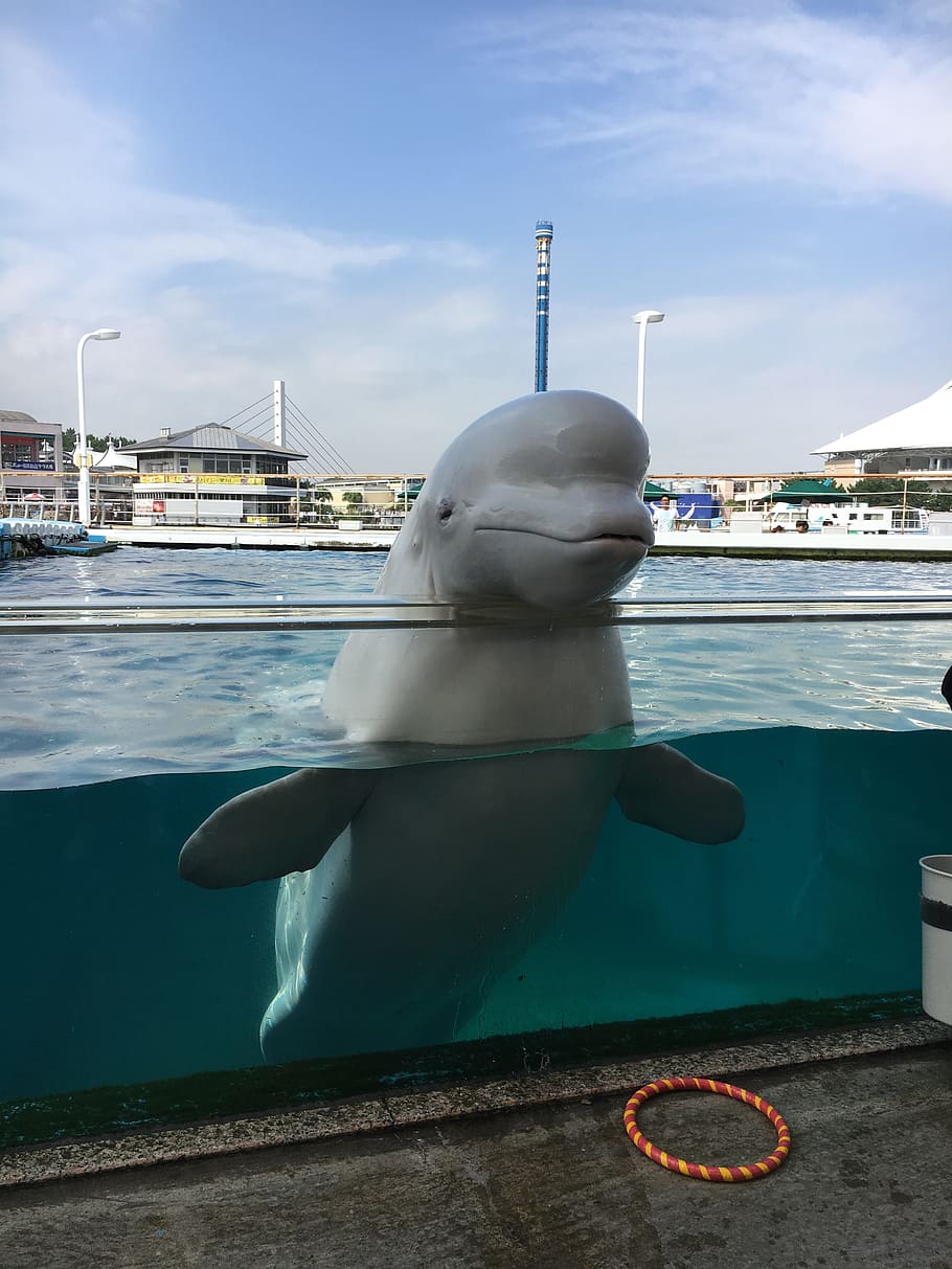 beluga, aquarium, dolphin, water, sky, transportation, nautical vessel HD wallpaper
