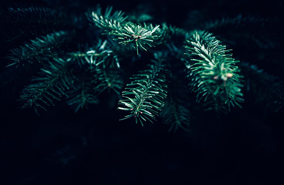 dark, christmas, tree, plant, growth, green color, nature, no people HD wallpaper
