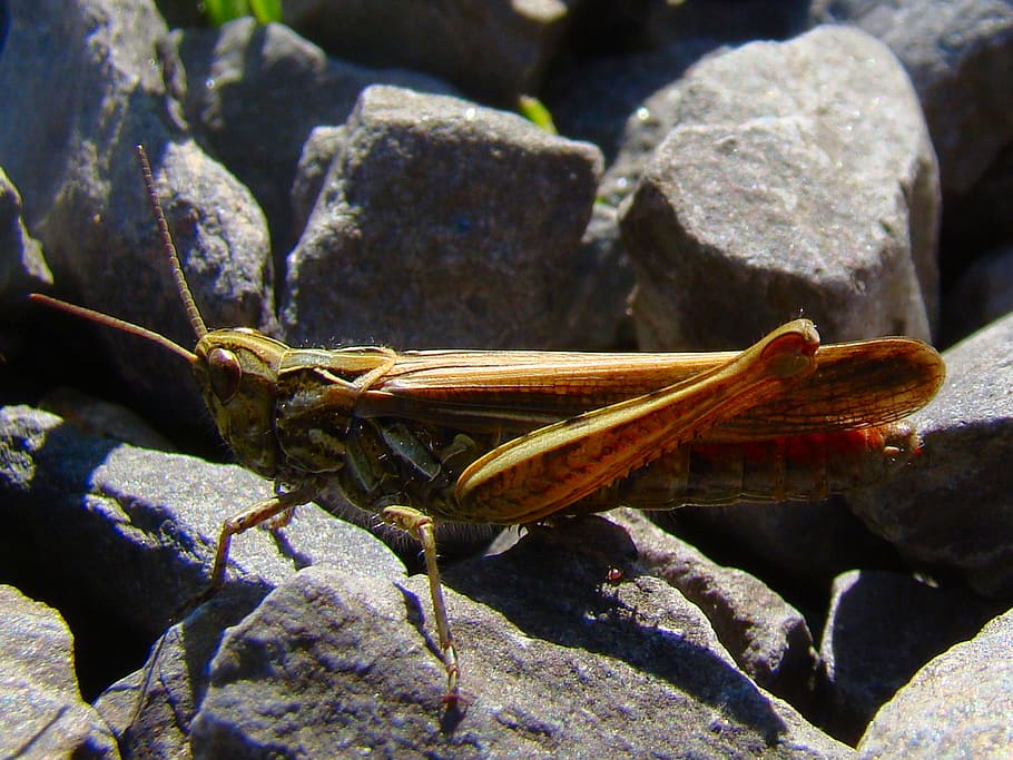 grasshopper, insect, bug, green, nature, wild, wildlife, animal HD wallpaper