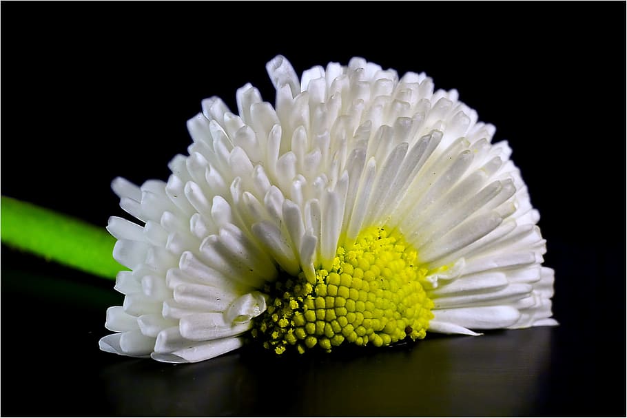 bellis, daisy, red, white, bellis philosophy, tausendschön HD wallpaper