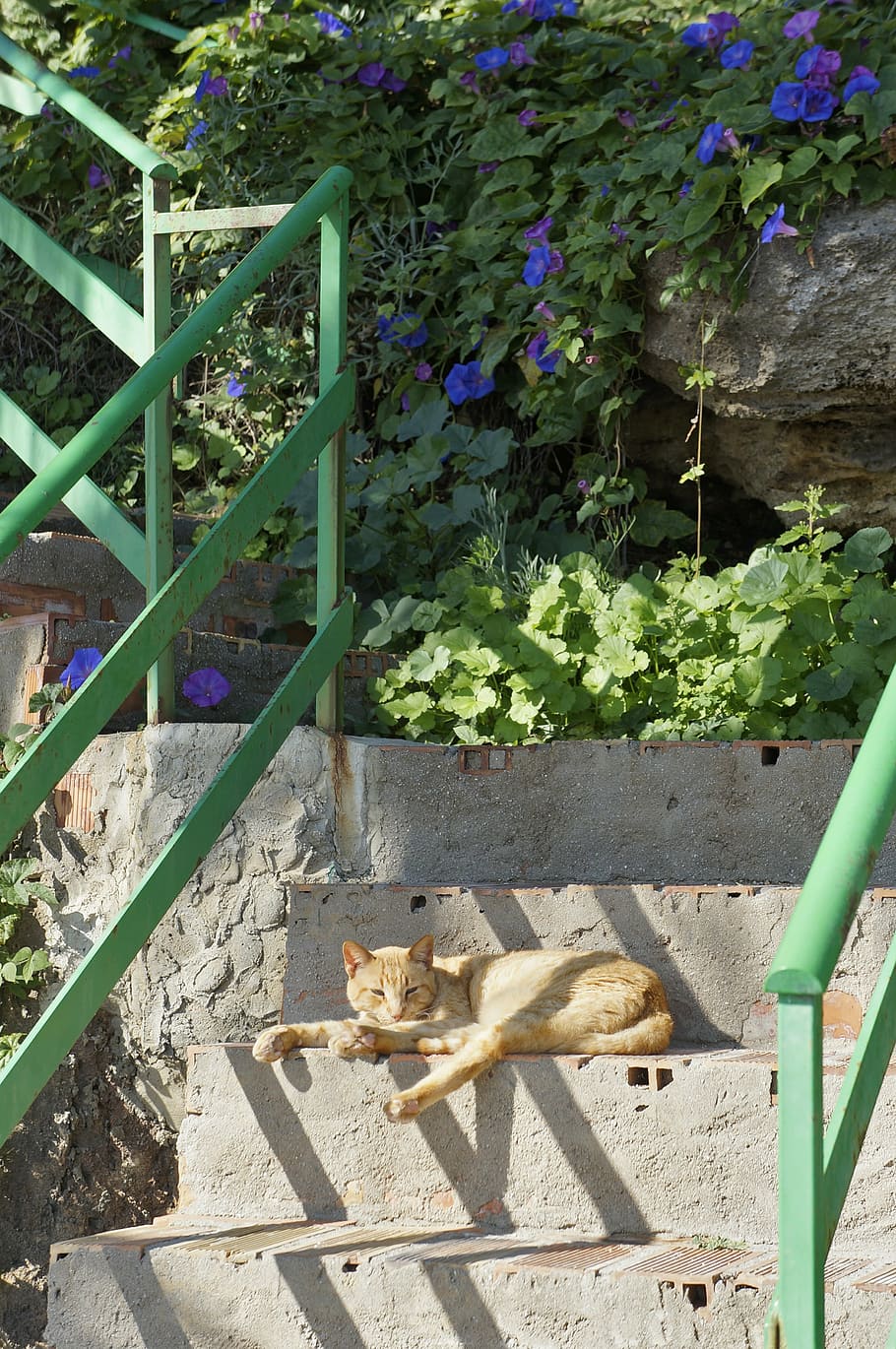 cat, relaxed, rest, pet, dozing, lying, lazing around, outdoor HD wallpaper