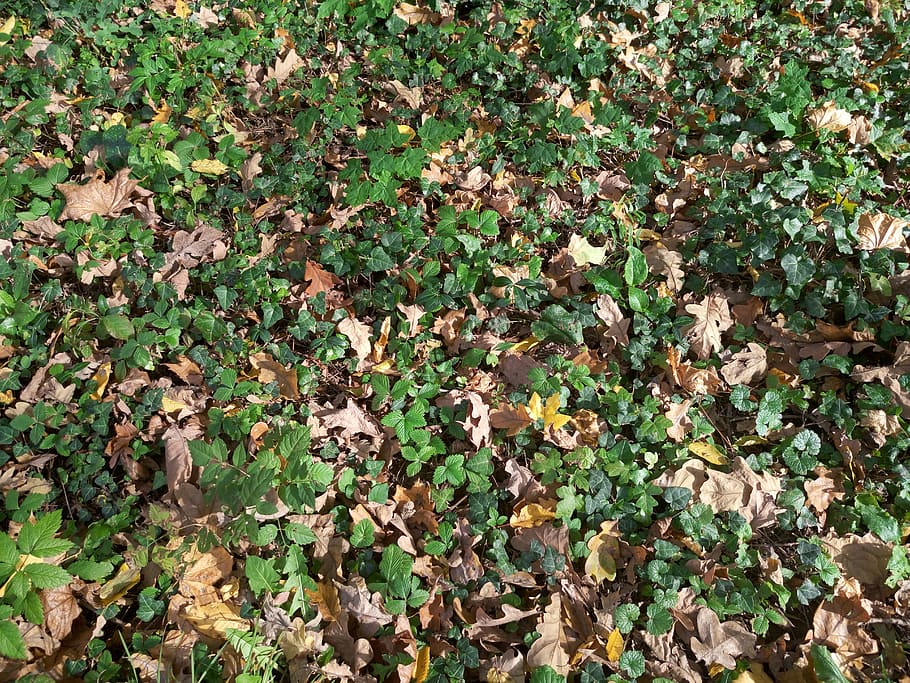 Texture, Green, Leaves, Forest, plant, high angle view, nature HD wallpaper