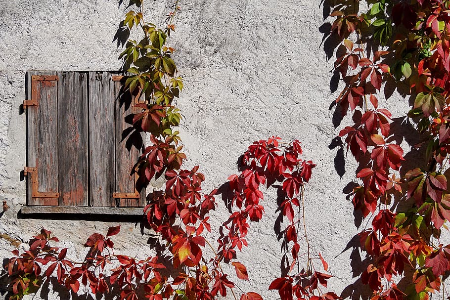 wooden window beside wall covered with plant, grapevine, wine partner, HD wallpaper