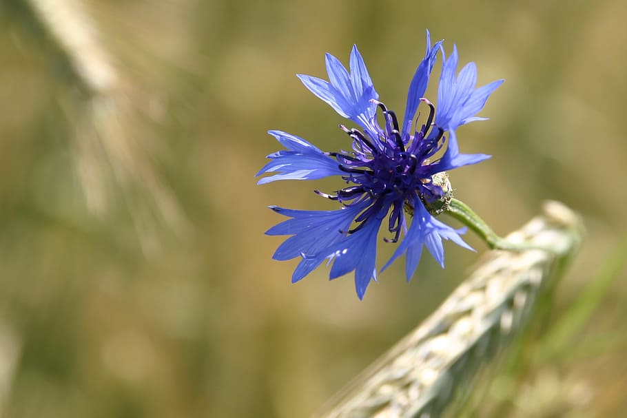Cornflower, Blue, Cornfield, nature, plant, purple, summer HD wallpaper