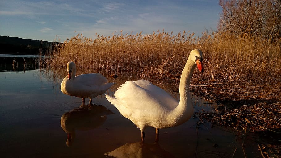swans, the grajera, logroño, marsh, nature, sunset, bird, lake HD wallpaper
