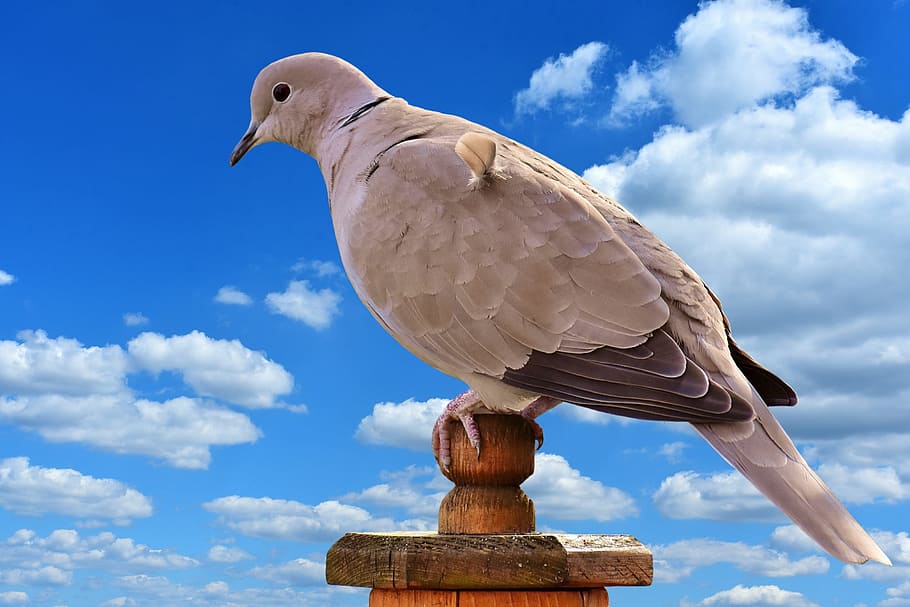 collared, bird, plumage, dove, nature, animal, animal world HD wallpaper