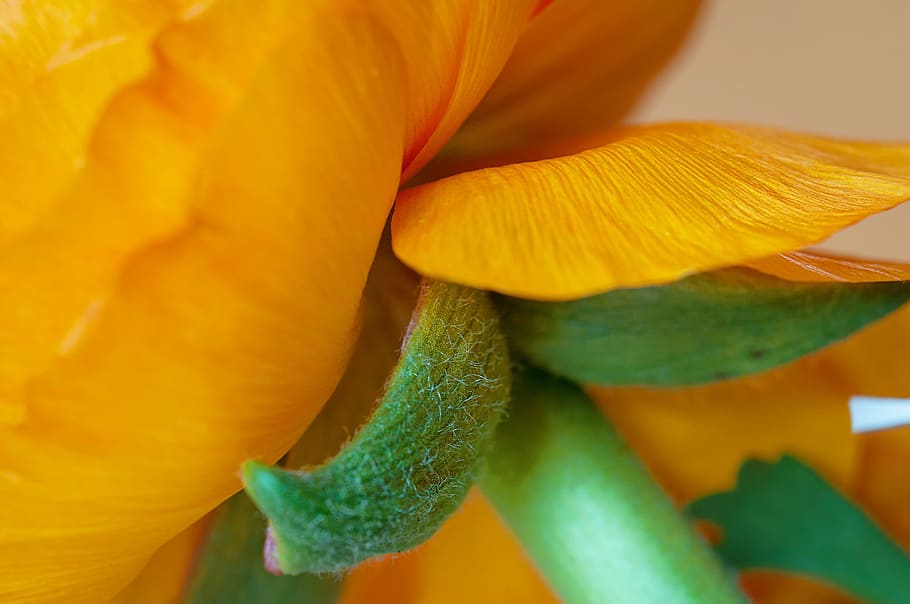 blossom, bloom, ranunculus, orange, petals, flower, spring flower HD wallpaper