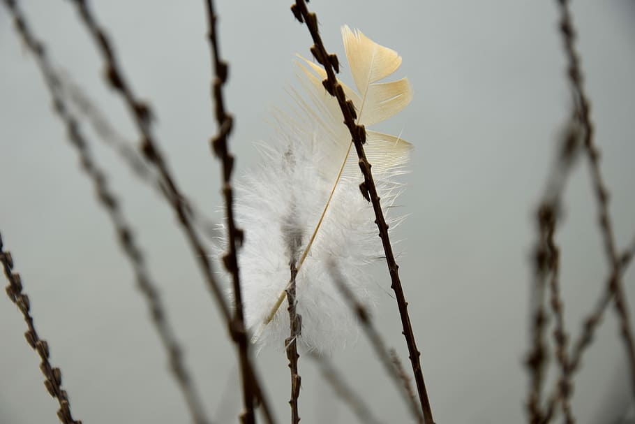 Feather, Close-Up, Gray, plant, day, no people, outdoors, nature HD wallpaper