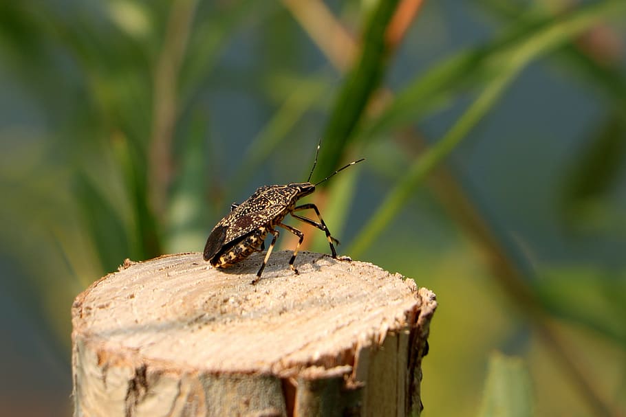 china, pet, beetle, animal themes, one animal, animals in the wild HD wallpaper