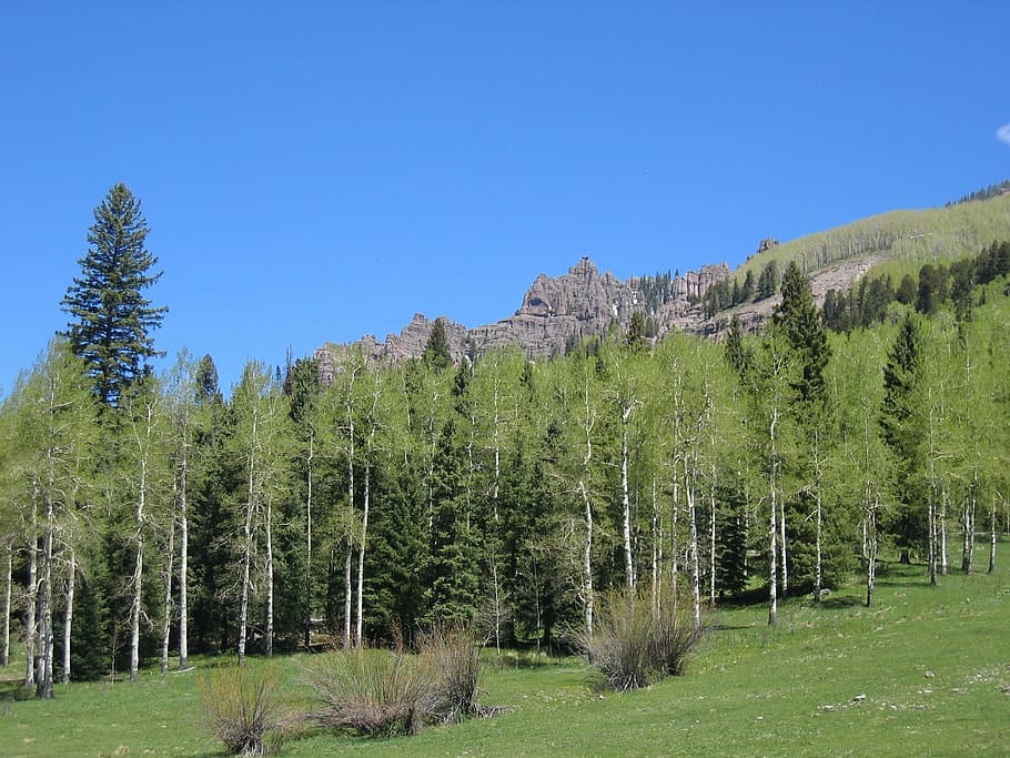 aspen, trees, mountains, forest, colorado, woods, landscape HD wallpaper