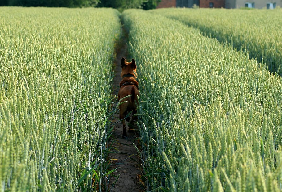 brown coated dog walking through pathway between rice fields HD wallpaper