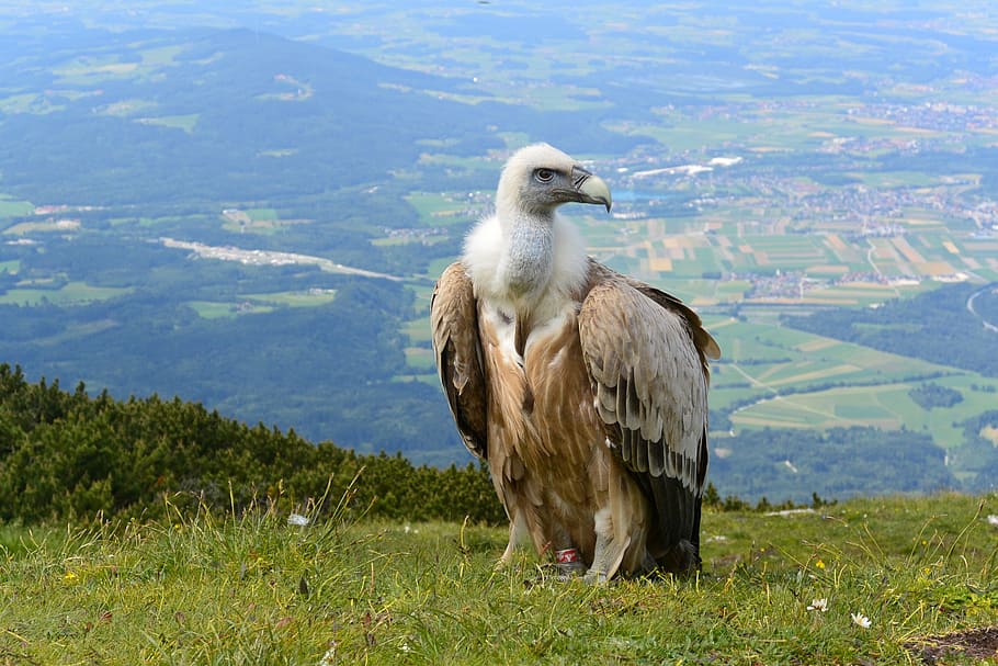 brown and white vulture, salzburg, austria, unterberg, alpine, HD wallpaper