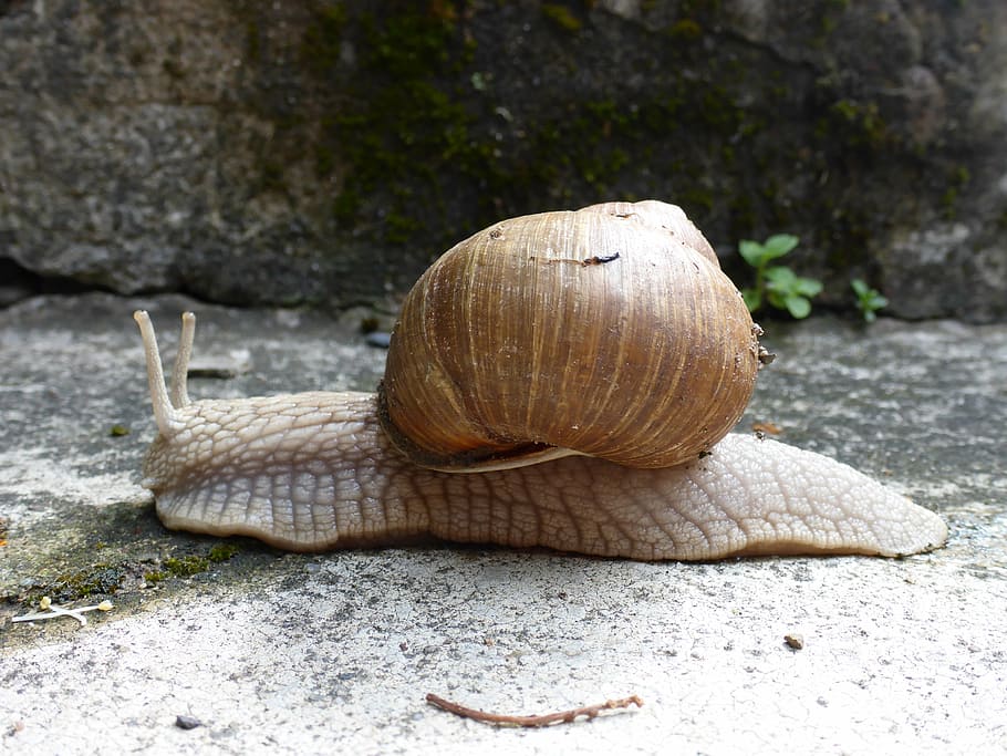 snail, animal, shell, slowly, garden, nature, animal wildlife HD wallpaper