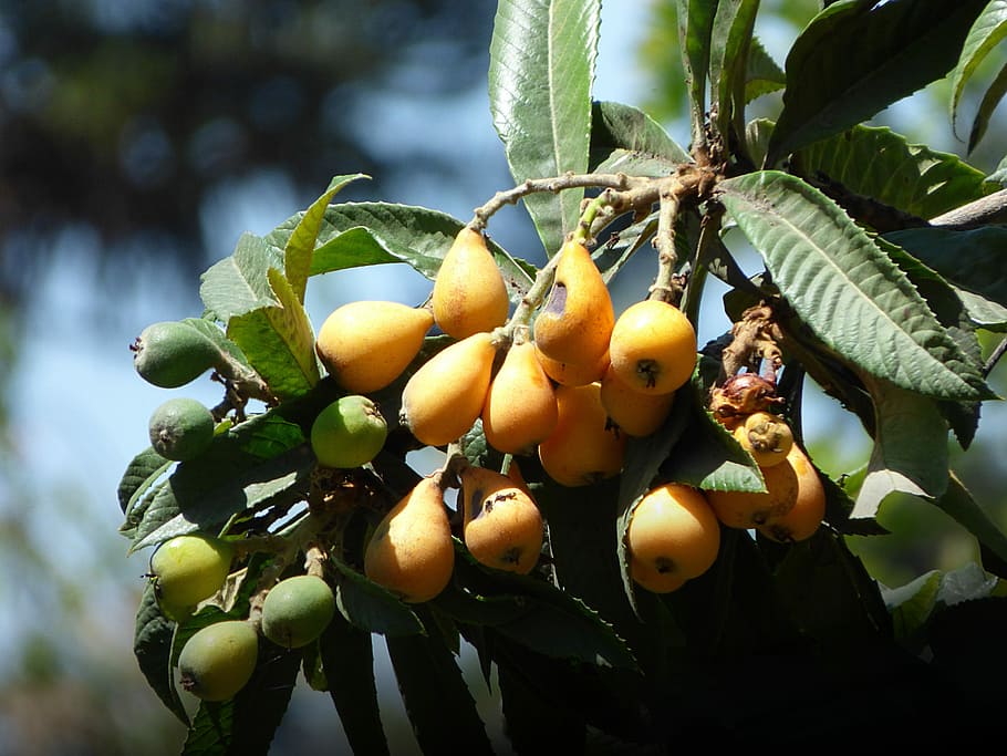 Medlar, Tree, Fruit, Leaves, Plant, nature, food and drink HD wallpaper