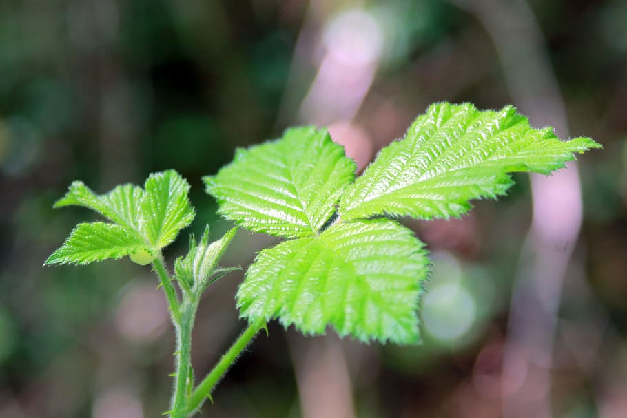 green, leaf, leave, nature, plant, wild, growth, green color HD wallpaper