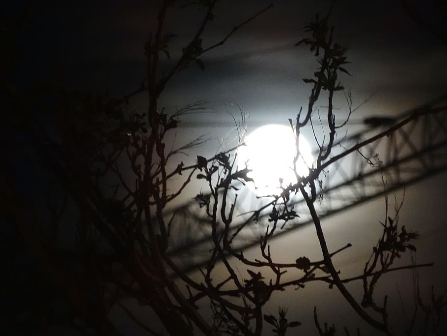 landscape, dusk, moon, tree, sky, silhouette, plant, branch HD wallpaper