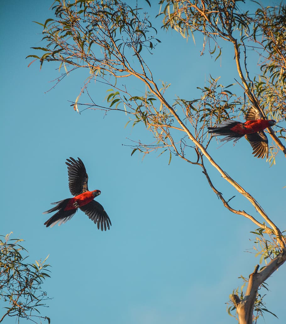 two red parrots, two red parrots flying towards tree, blue, sky HD wallpaper