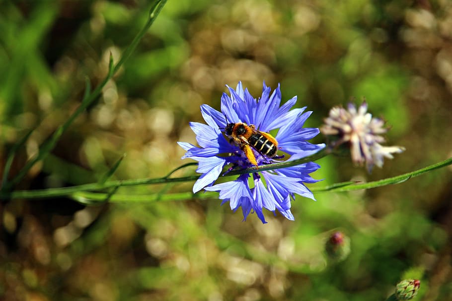 Flower, Bee, Cornflower, Insect, Blossom, bloom, nature, plant HD wallpaper