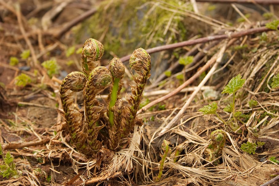 fern, alaska, nature, no people, close-up, day, plant, animal wildlife HD wallpaper