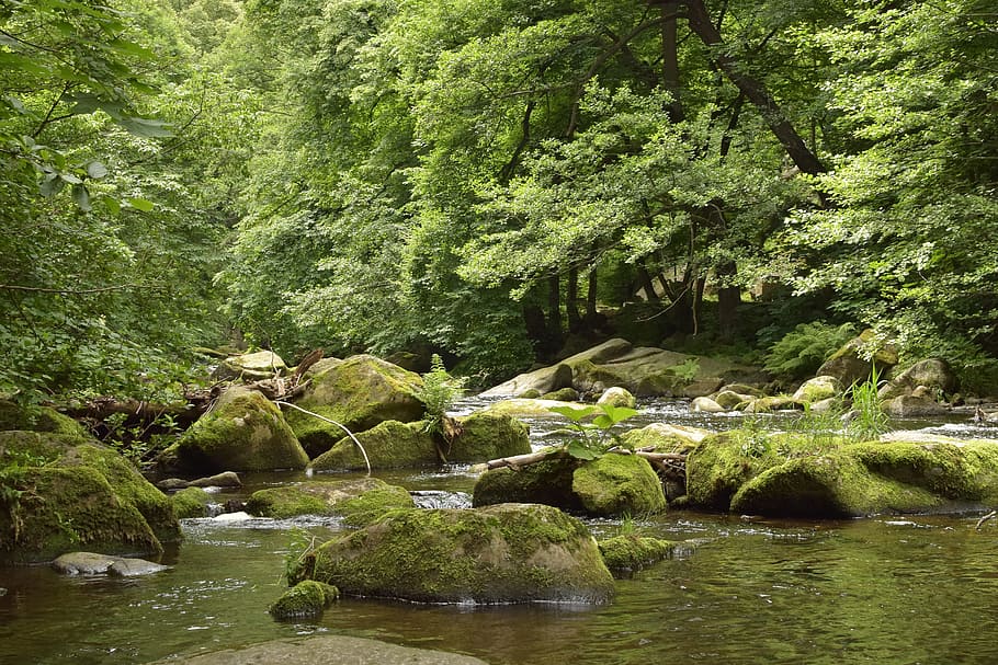 Bode, River, Water, Stones, Idyllic, mood, forest, trees, green HD wallpaper