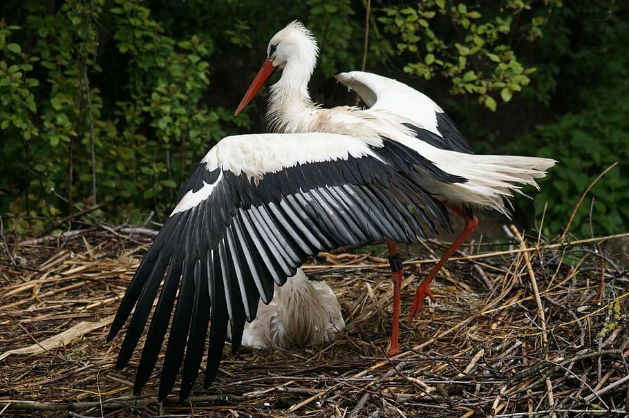 black and white bird during daytime, stork, white stork, rain, HD wallpaper
