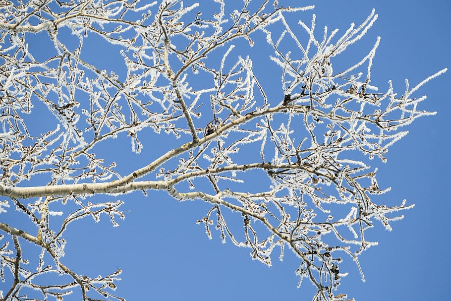 tree, branches, frost, icing, the sky, winter, plant, blue HD wallpaper