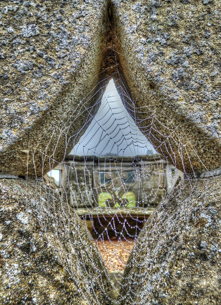cobweb, spider, dew, nature, water, texture, natural, netting HD wallpaper