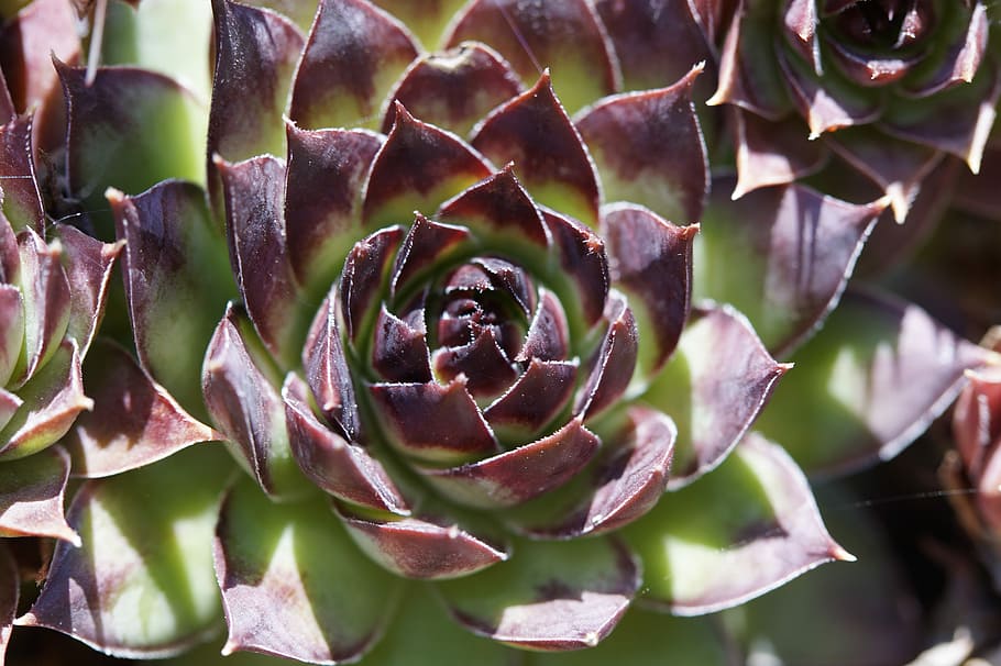Succulents, Structure, Texture, Plant, exotic, rock garden HD wallpaper