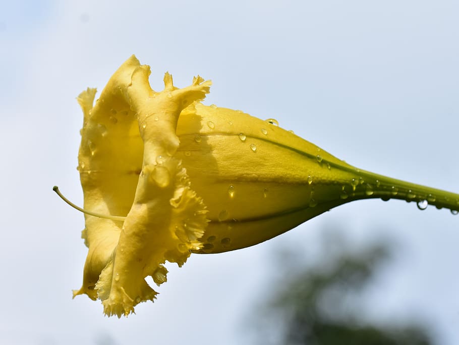 trumpet flower, yellow petal, raindrops, blooming, floral, outdoor, HD wallpaper