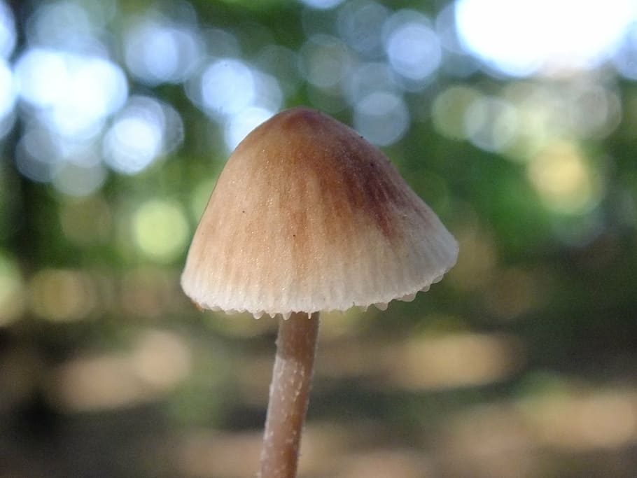 forest, mushrooms, macro, fungus, close-up, vegetable, plant HD wallpaper