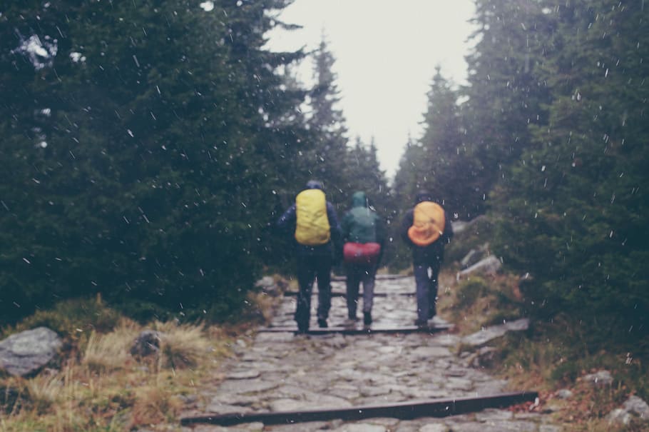 three person carrying backpacks on pathway near trees, three people walking on gray stairs between forest HD wallpaper
