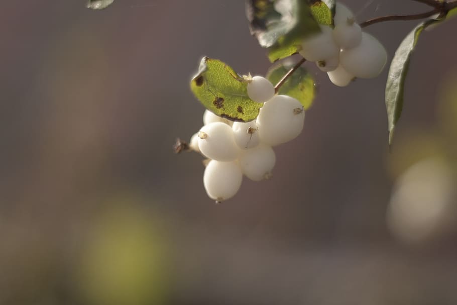 bush, macro, closeup, flora, plant, flower, flowering plant HD wallpaper