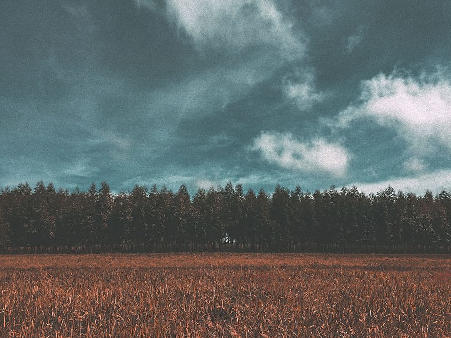 field with trees under cloudy sky, landscape photo of trees during daytrime HD wallpaper