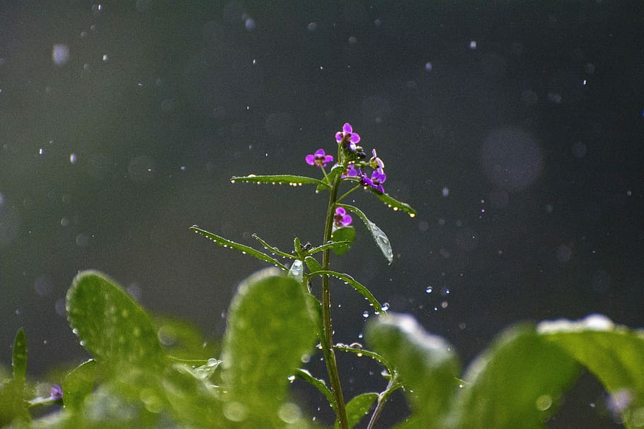 rain, flower, raindrop, drip, water, wet, macro, summer, plant HD wallpaper
