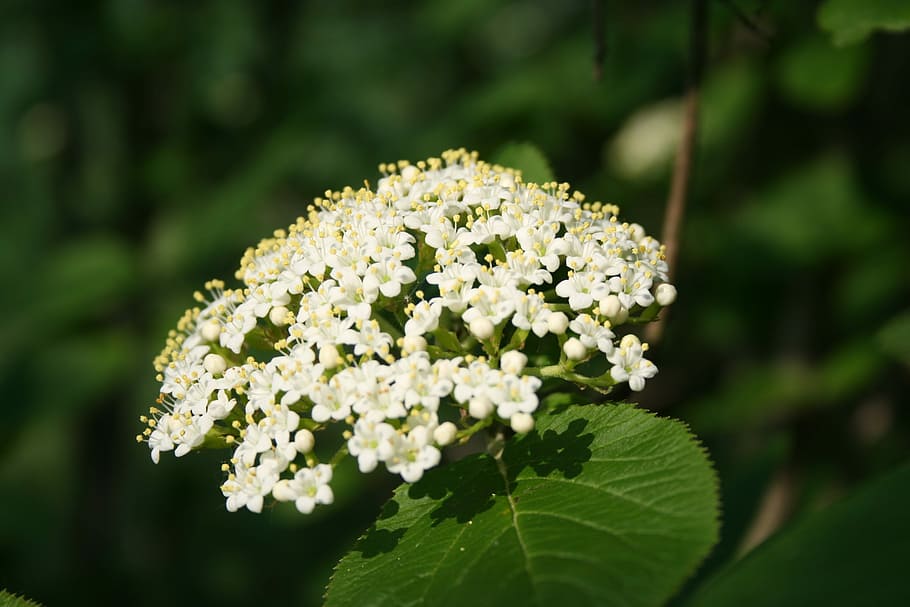 Elderberry, Flower, Pollen, Blossom, elderberry flower, bloom HD wallpaper