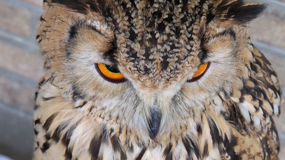 raptor, look, beak, feathers, bird, animal, animal wildlife HD wallpaper