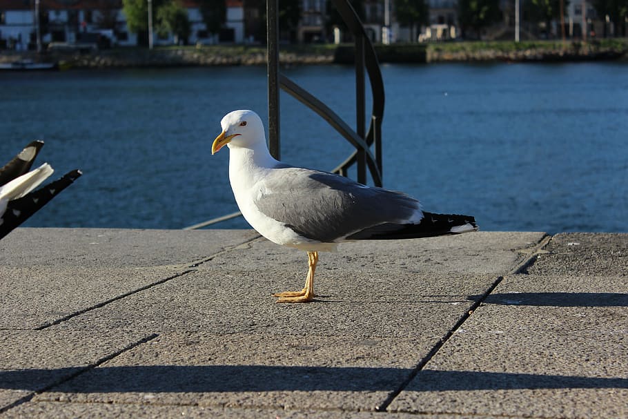 porto river, seagull, left front side, bird, vertebrate, animal themes HD wallpaper