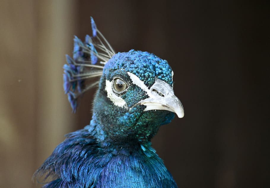 close up photography of peacock, blue and white bird, selective focus