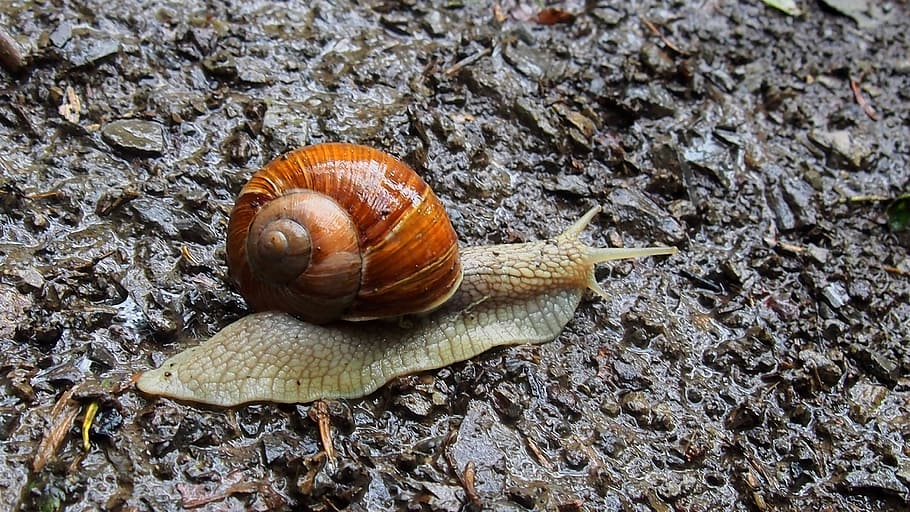 animals, snail, molluscum, seashell, antennae, the creation of HD wallpaper