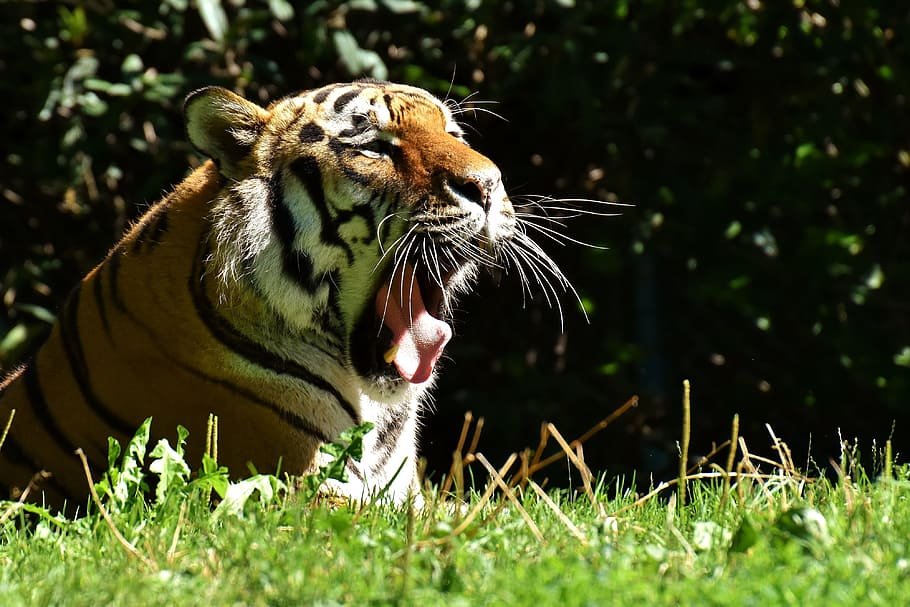 photo of yawning tiger lying on green grass, predator, fur HD wallpaper