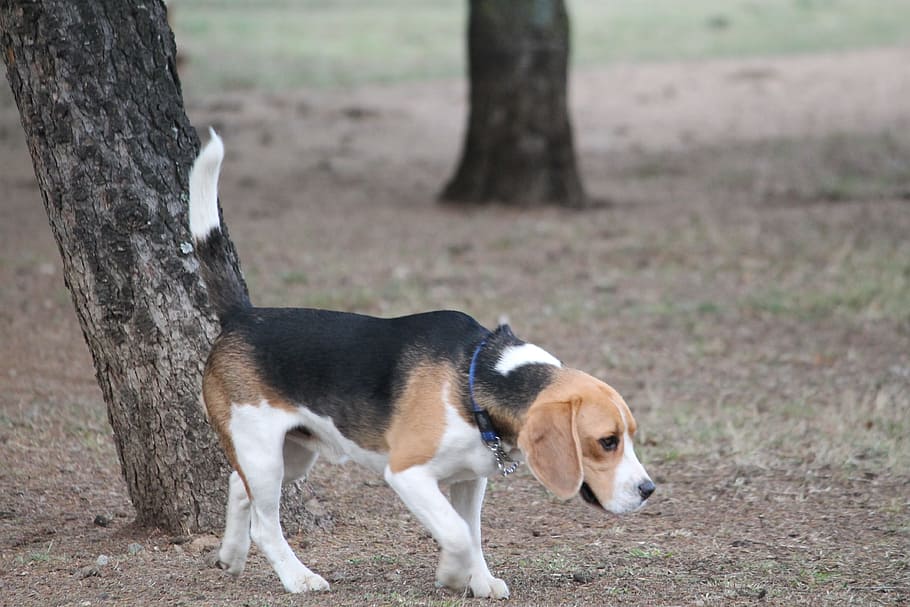 dog, beagle, medium, tan, black, white, pet, park animal, walking HD wallpaper
