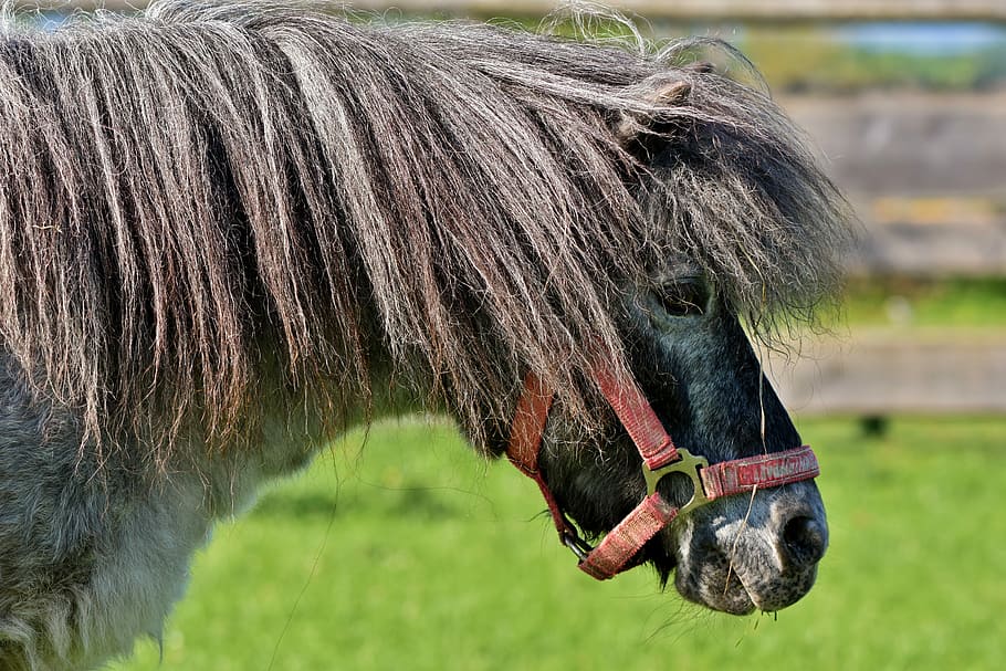 brown and black horse, pony, mane, small horse breed, seahorses HD wallpaper