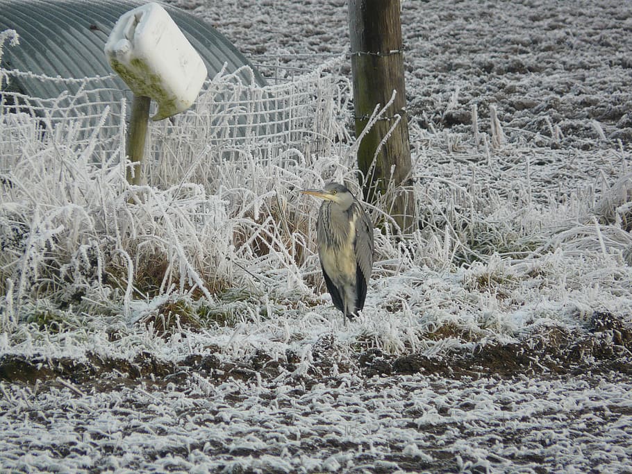 heron, cold, winter, nature, wildlife, bird, environment, countryside HD wallpaper