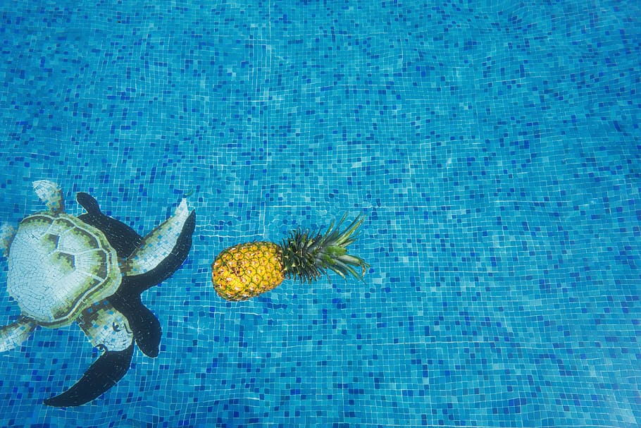 pineapple and sea turtle, dessert, appetizer, fruit, juice HD wallpaper