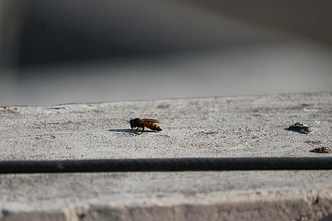 Beautiful nature, yellow jacket wasp on gray surface, insect HD wallpaper
