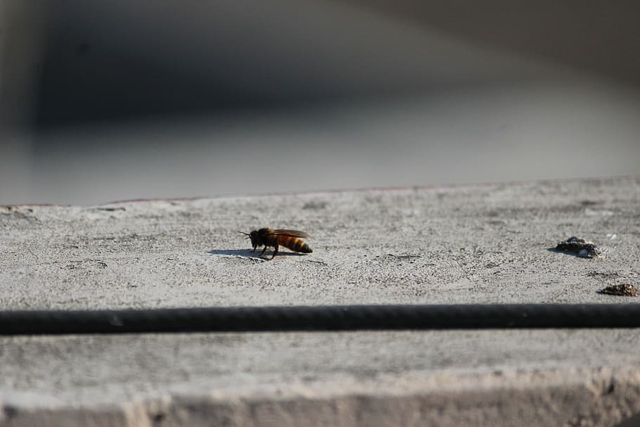 Beautiful nature, yellow jacket wasp on gray surface, insect HD wallpaper