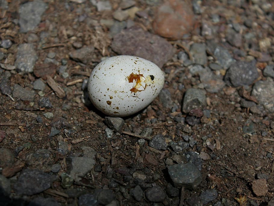 egg, snake, animal, white, nature, reptile, wildlife, food HD wallpaper