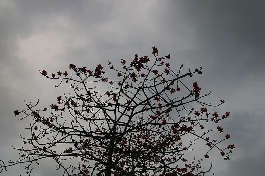 kapok, cloudy day, mood, plant, tree, sky, branch, cloud - sky HD wallpaper