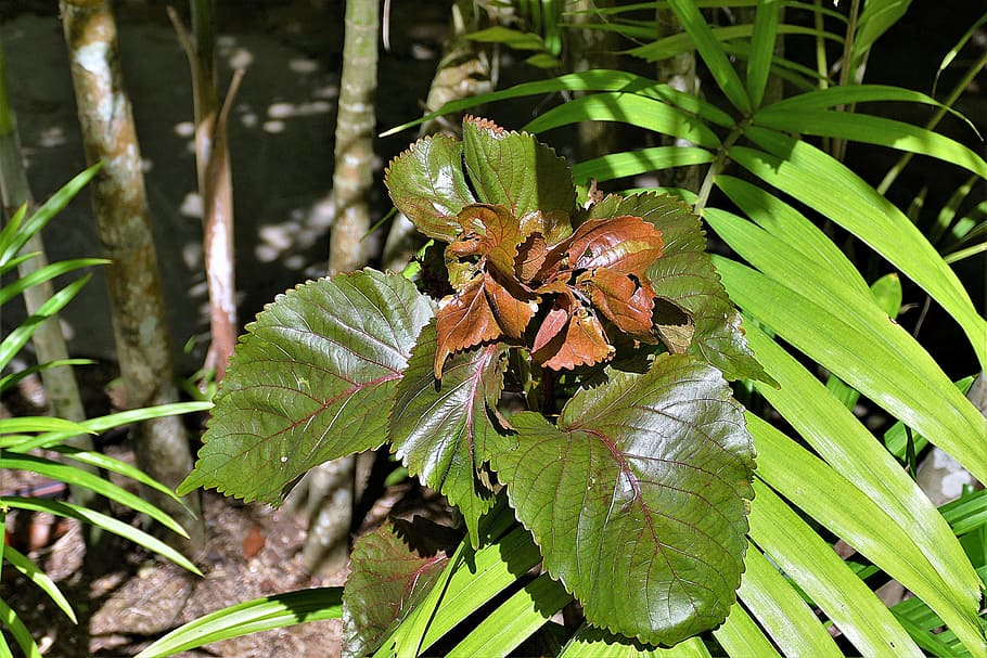 selective focus photography of green leaf plant, exotic, brown HD wallpaper